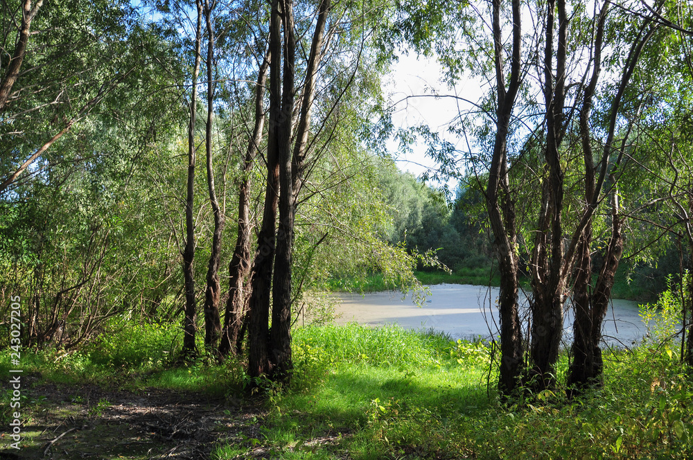 Fototapeta premium Green forest with high trees and little lake in it. Summer walking 