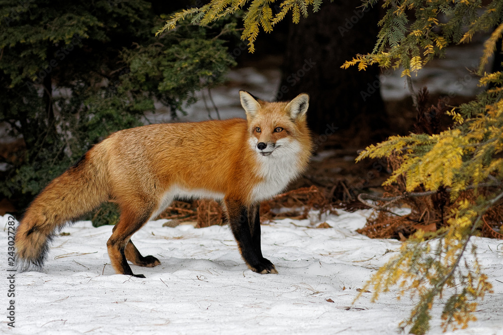 Fototapeta premium Fox in the forest