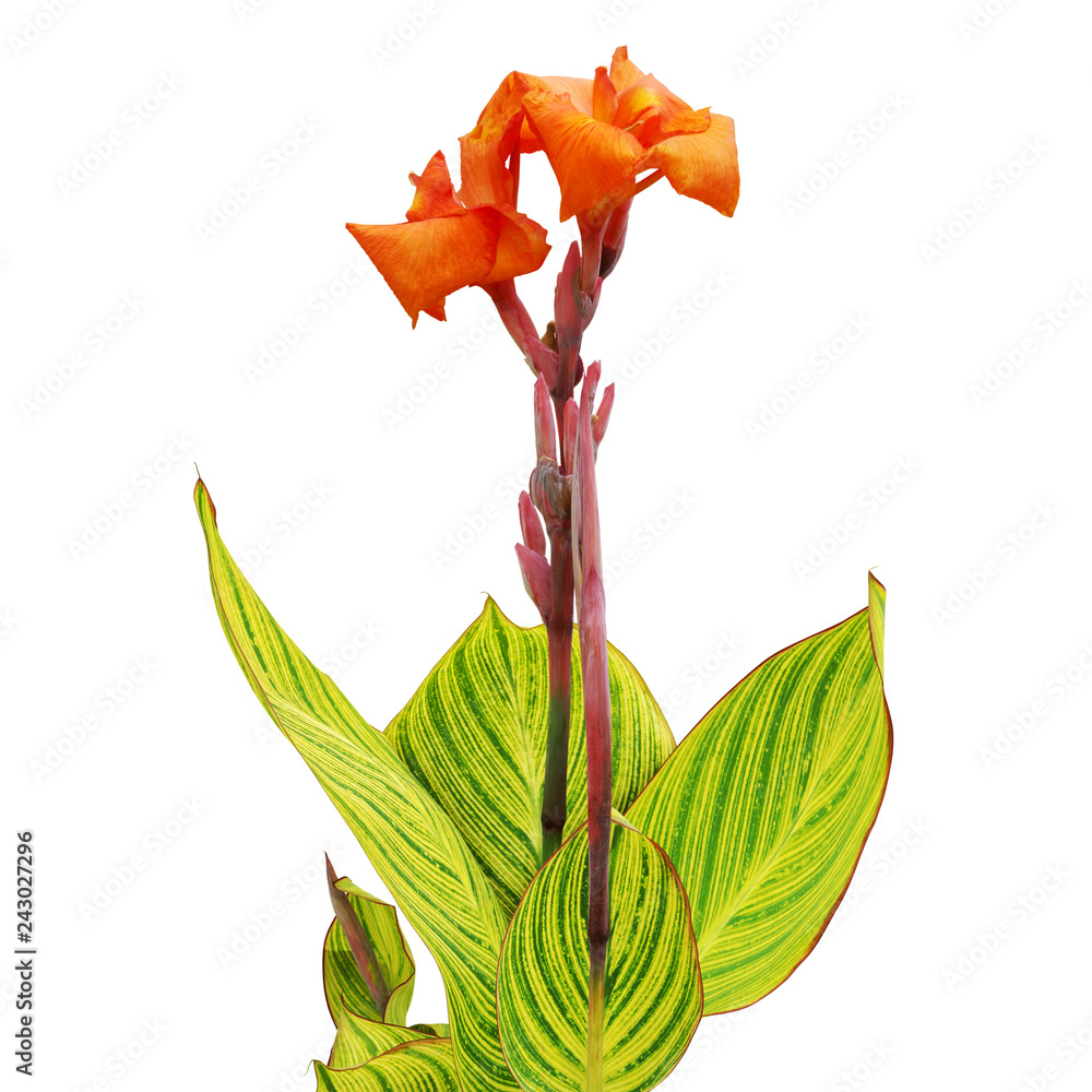 Φωτογραφία Orange Flowers with Yellow Green Leaves of Canna Lily Plant Isolated on White Ba