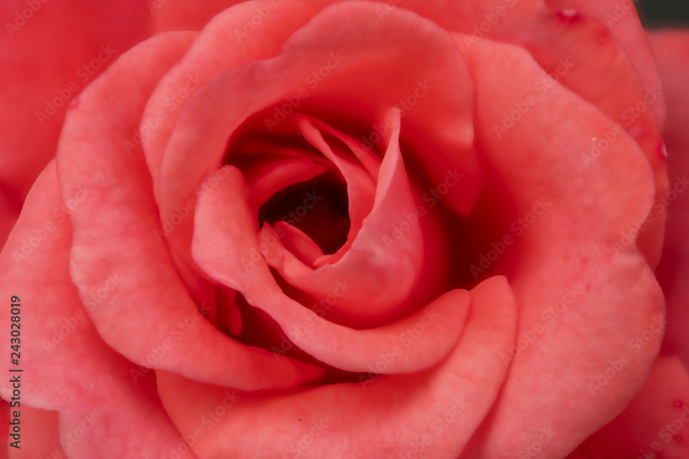 Rose mit Büte Rose mit Büte