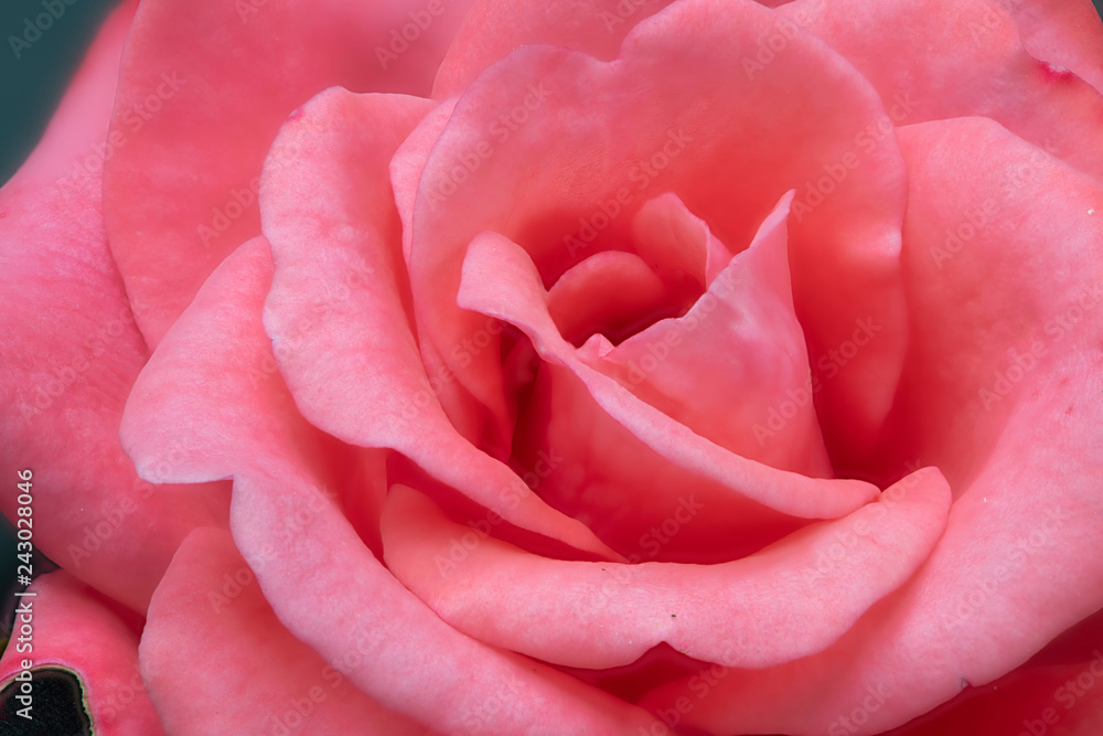 Rose mit Büte Rose mit Büte