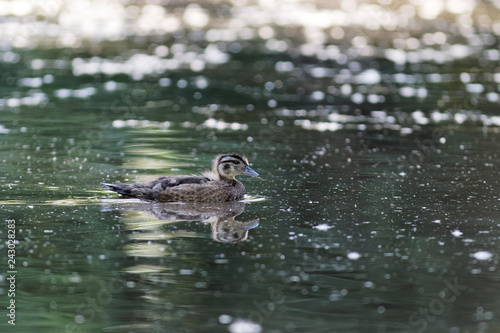 Young Mallard Duck