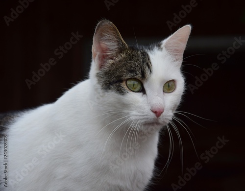 Portrait of a house cat, bi colored.