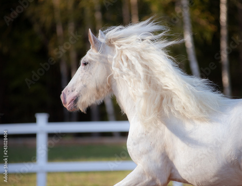 White irish cob