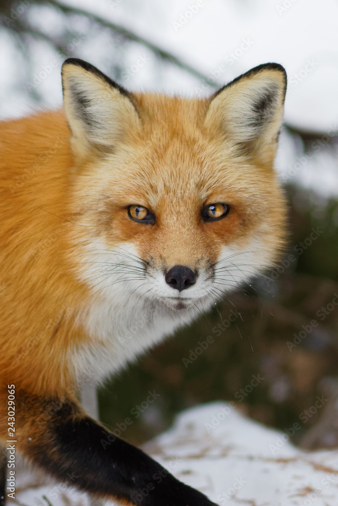 Fototapeta premium Fox Portrait
