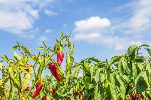 Highland field of red chili paprika, fresh on the green branches. Sunshine and clear blue sky. Organic vegetables