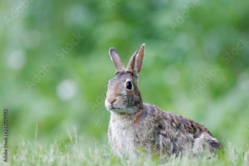 Cottontail bunny