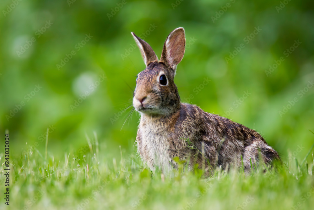 Fototapeta premium Cottontail Rabbit in the grass