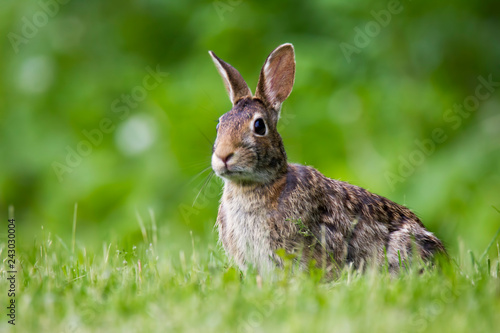 Cottontail Rabbit in the grass © RomeoAndrei