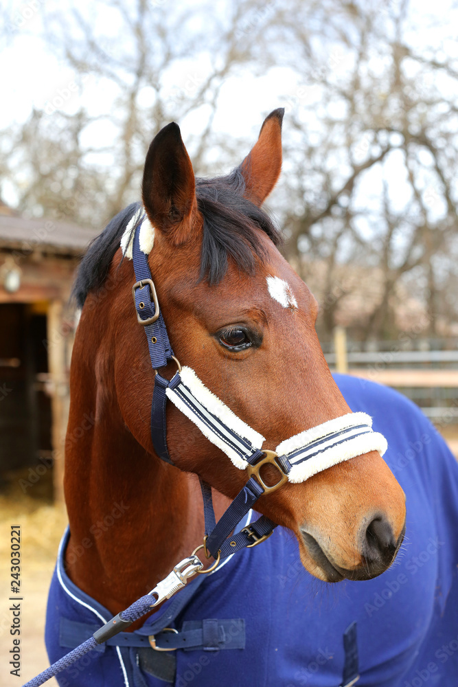 Head of saddle horse in livestock at rural animal farm with head markings in head Head of saddle horse in livestock at rural animal farm with head markings in head