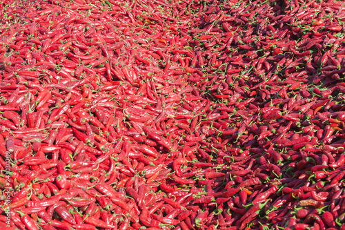A lot of Chili peppers, red paprika ready for industrial food processing plant
