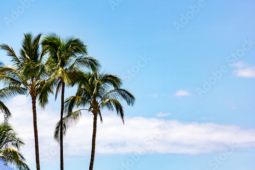 Palmen auf Hawaii  Oahu