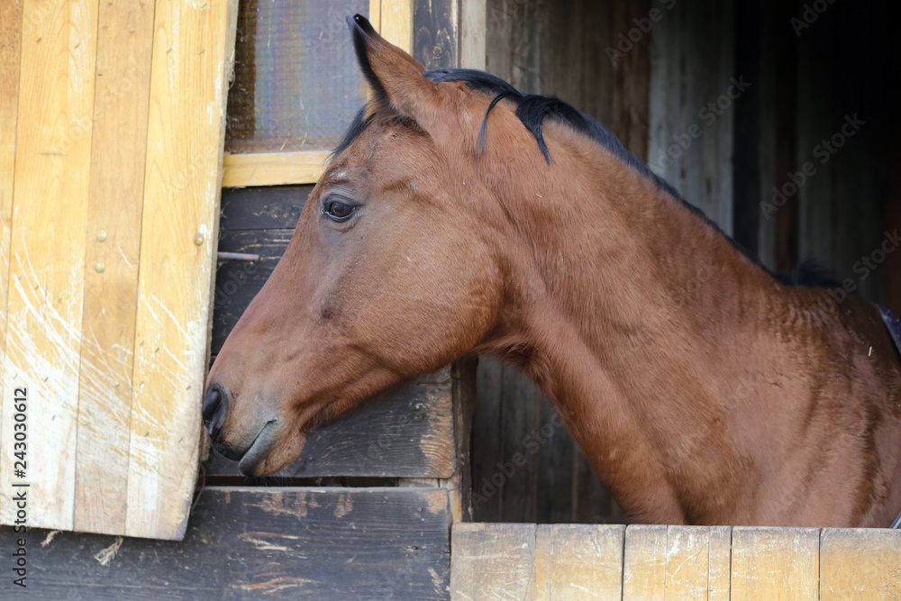 Naklejka Head of saddle horse in livestock at rural animal farm