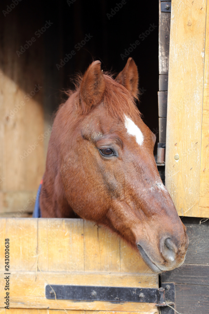 Obraz premium Head of saddle horse in livestock at rural animal farm