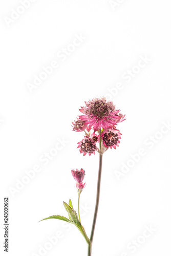 Great masterwort flowers (Astrantia major) isolated on the white background photo