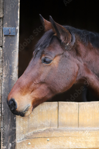 Fototapeta Naklejka Na Ścianę i Meble -  Head of saddle horse  in livestock at rural animal farm