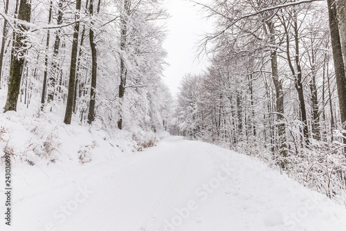 Snow forest road. Snowy woods background. © Djordje