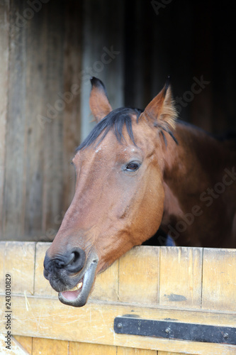 Fototapeta Naklejka Na Ścianę i Meble -  Head of saddle horse  in livestock at rural animal farm
