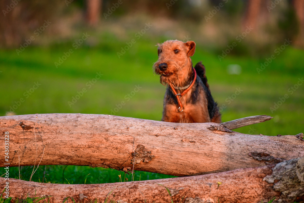Obraz premium One-year-old Airedale Terrier trains in jumping over the fallen tree in the forest 
