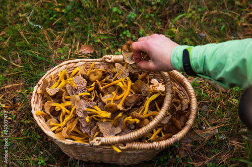Hand dropping winter chanterelles in a wooden basket filled with mushrooms. 