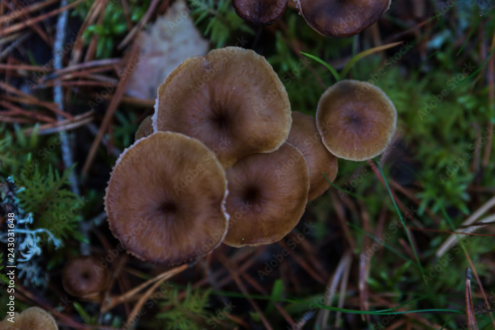 Winter chanterelle mushrooms in a forest. Winter chanterelle mushrooms in a forest.