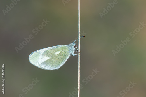 Pieridae / Doğulu Narin Orman Beyazı / / Leptidea duponcheli photo