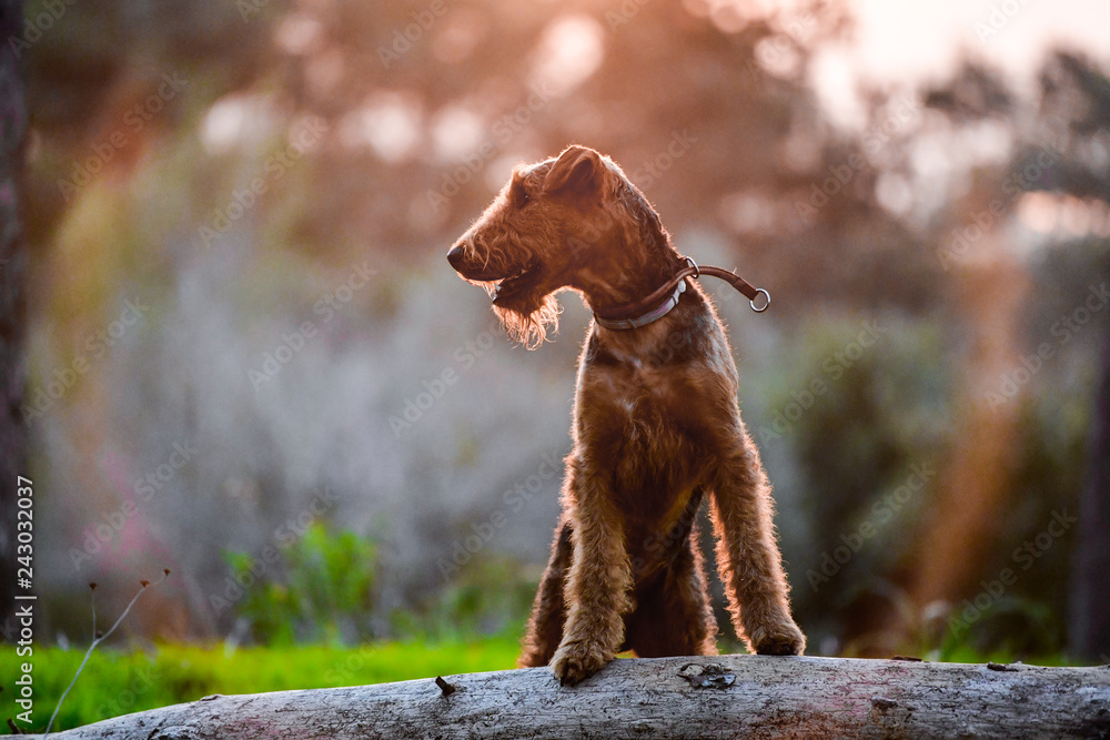 One-year-old Airedale Terrier trains in jumping over the fallen tree in the forest 