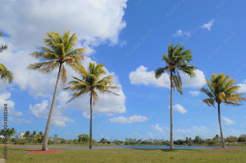 palm trees on beach