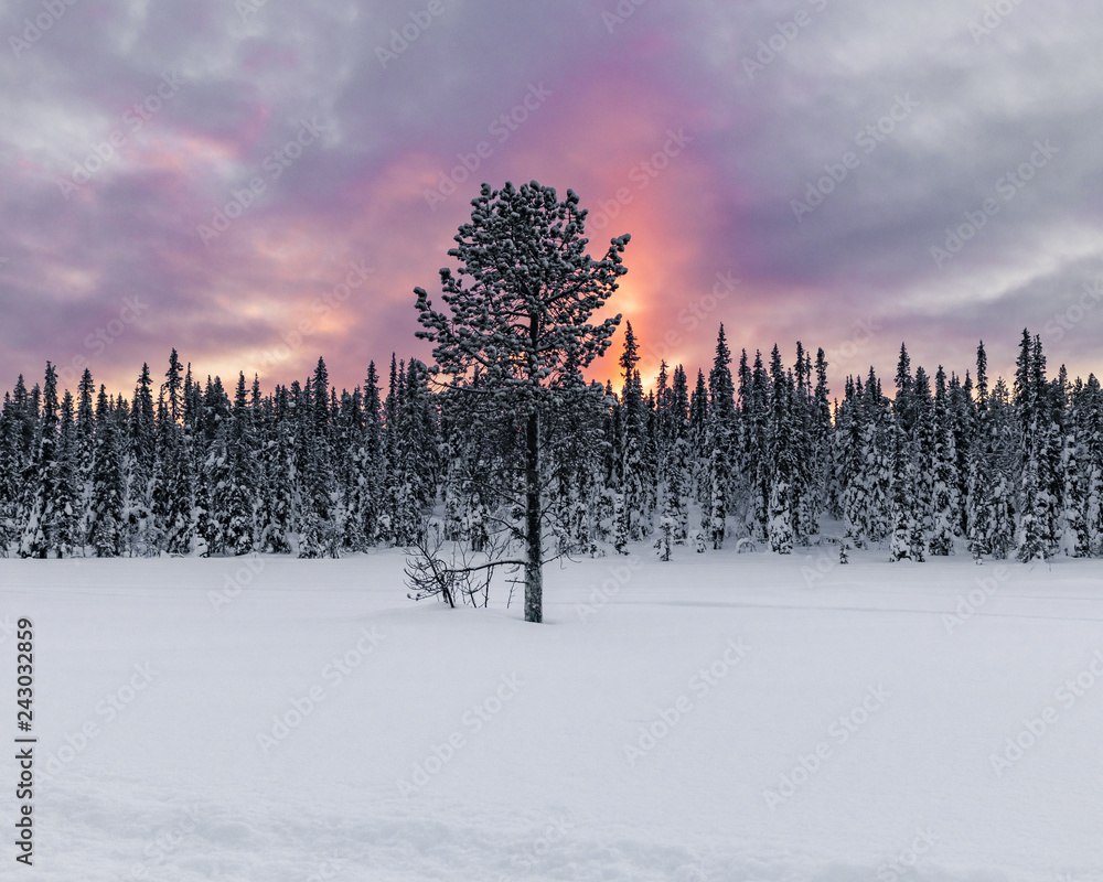 Isolated tree in front of a forest with lots of snow during a sunrise in northern Sweden during a cold winter morning. Close to the Ice Hotel in Jukkasjärvi.