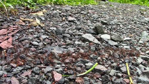 Army Ants March over a Trail in Ecuador photo