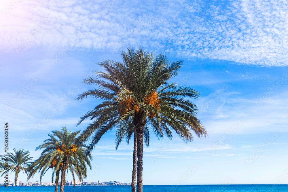 Palm trees with fruits against the sky with clouds.