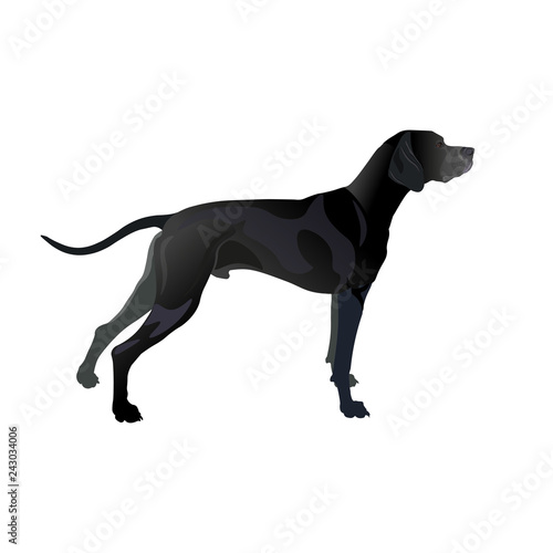 English pointer dog