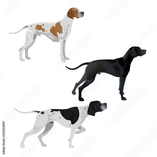 English pointer dogs