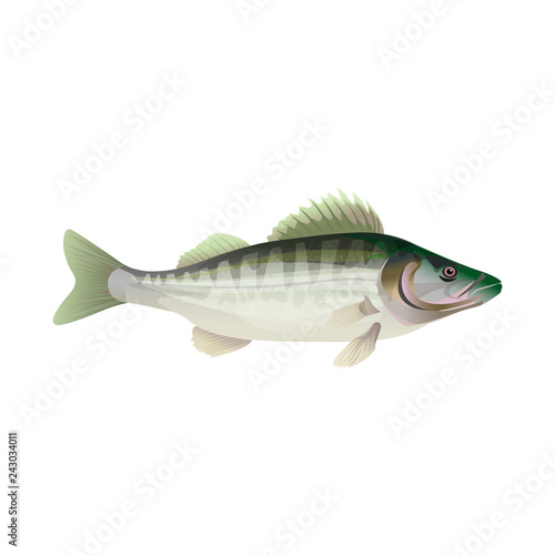 Fresh pike perch