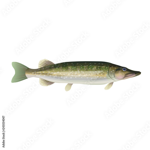 Northern pike vector