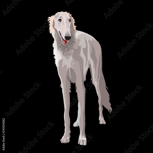 Russian borzoi dog