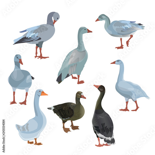 Set of vector geese