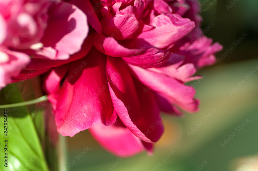 purple peony flower close-up