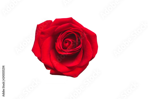 Red rose isolated on white background. Valentines Day concept