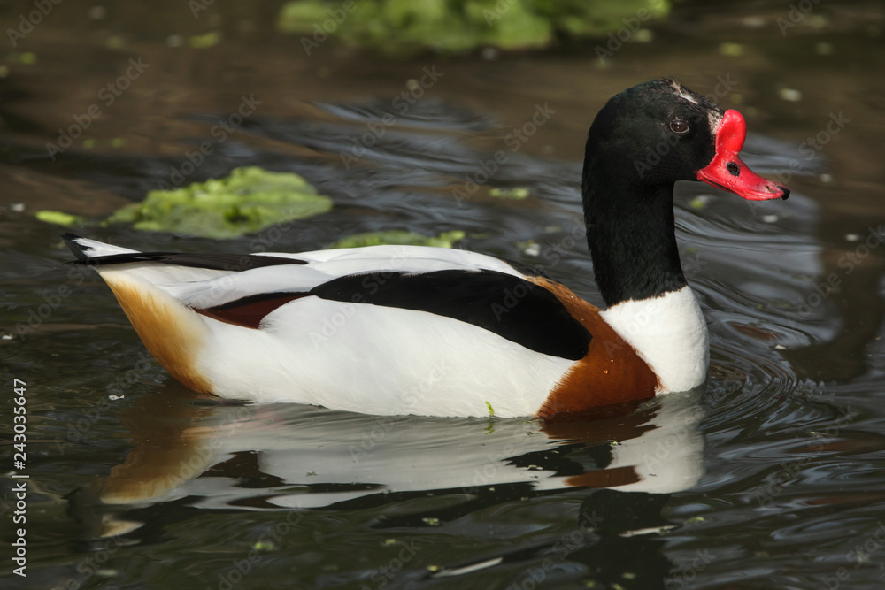 Common shelduck (Tadorna tadorna) Common shelduck (Tadorna tadorna)