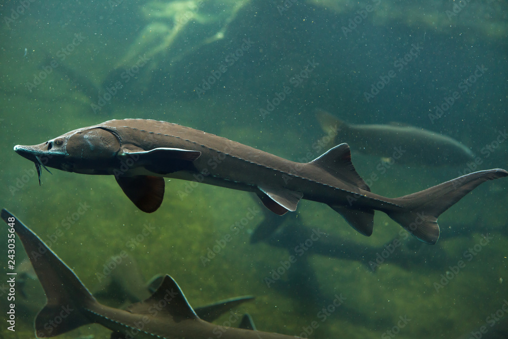 Fototapeta premium Siberian sturgeon (Acipenser baerii)