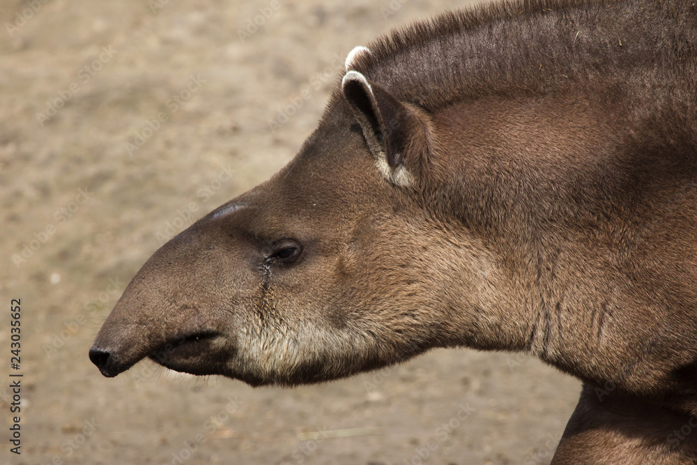 South American tapir (Tapirus terrestris), also known as the Brazilian tapir. South American tapir (Tapirus terrestris), also known as the Brazilian tapir.