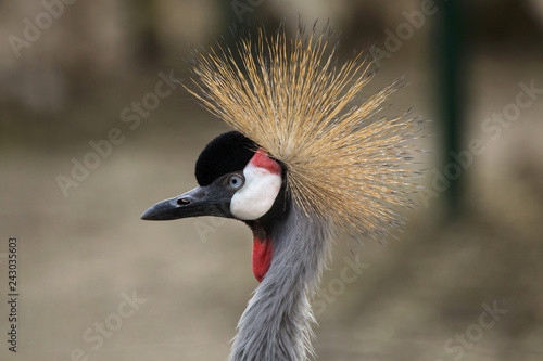 East African crowned crane (Balearica regulorum gibbericeps)
