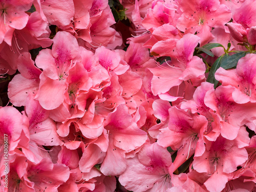 Detail von pinken Rhododendronblüten