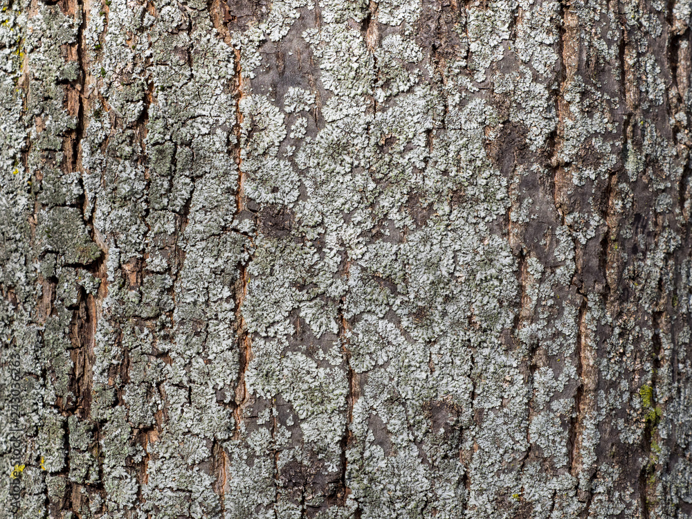 Obraz premium Detail von Baumrinde mit Flechten