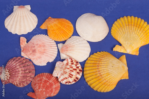 sea shells on a blue background