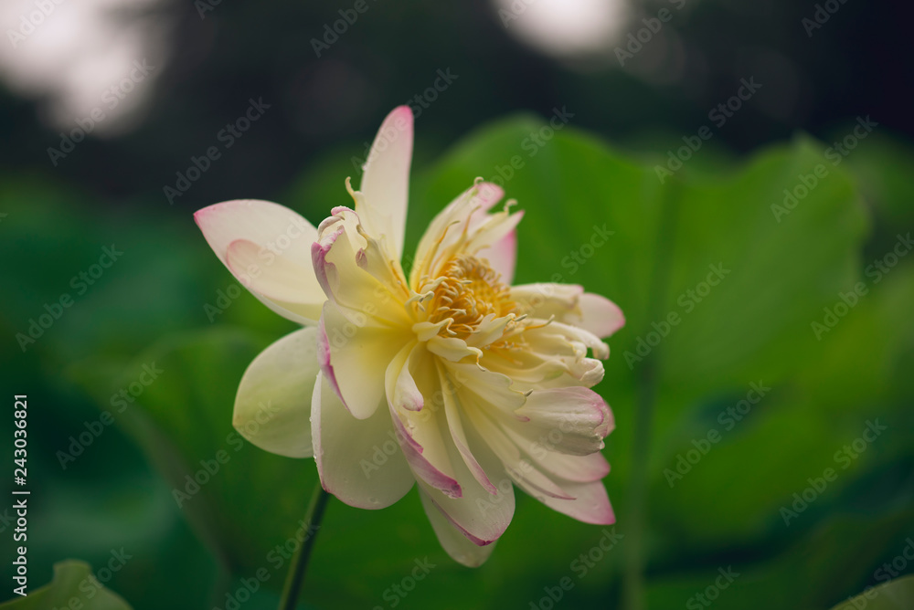 blooming sacred lotus flower. space for copy. blooming sacred lotus flower. space for copy.