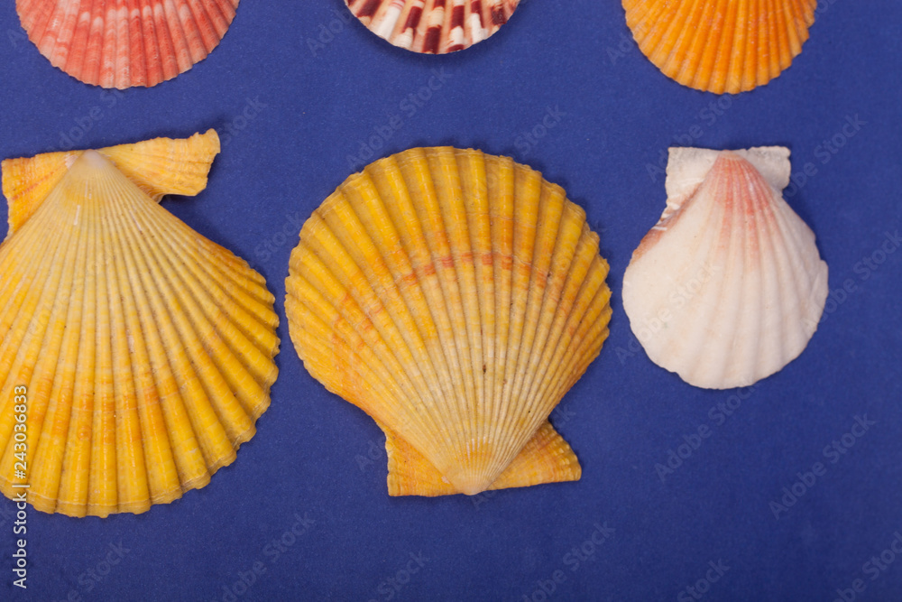 sea shells on a blue background sea shells on a blue background