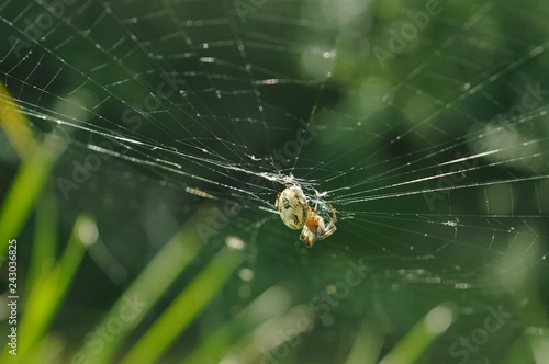 The spider on the web