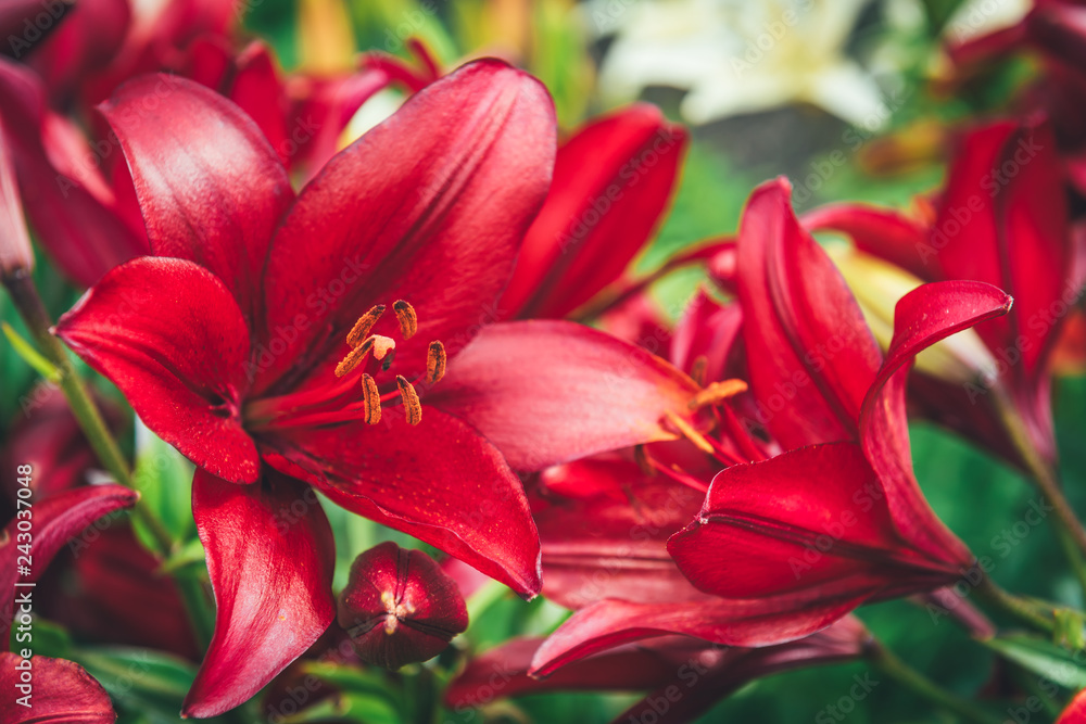 Red lilies in garden